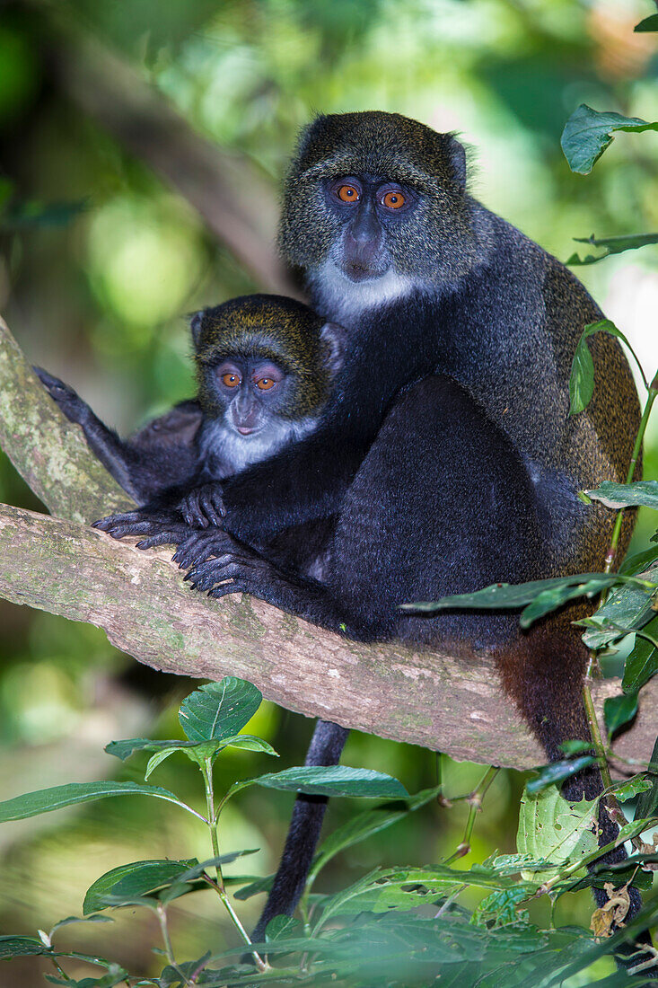 Afrika. Tansania. Blauer Affe, Diademaffe (Cercopithecus mitis) weiblich mit Baby im Arusha National Park.