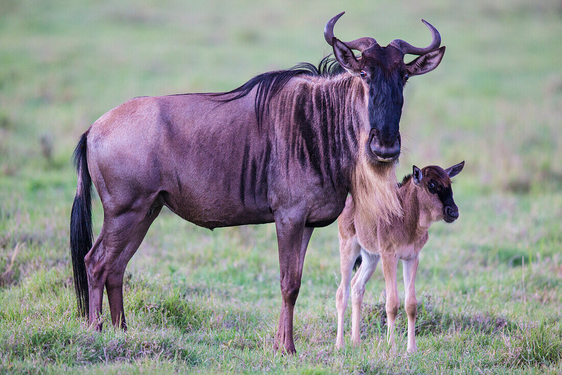 Afrika. Tansania. Gnus bei der Geburt während der jährlichen Großen Wanderung, Serengeti-Nationalpark.