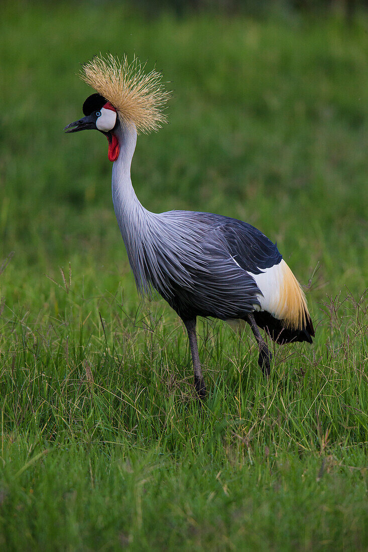 Africa. Tanzania. Grey crowned crane (Balearica regulorum) at Ngorongoro crater.