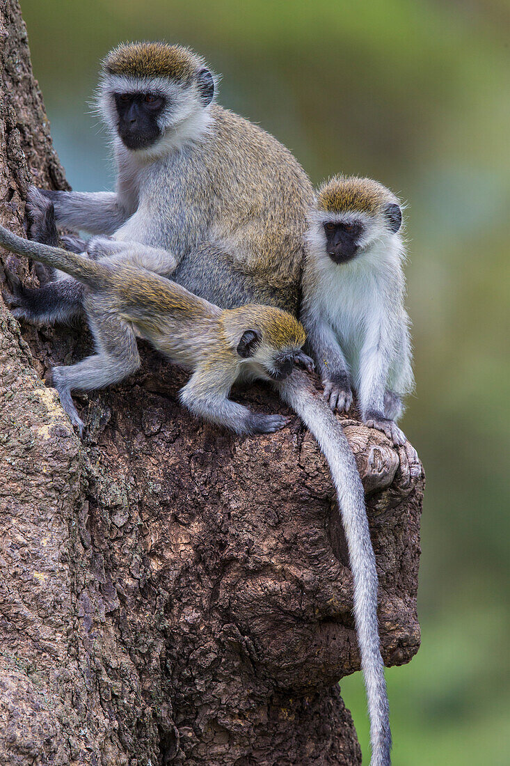 Africa. Tanzania. Vervet monkey (Chlorocebus pygerthrus) female and juvenile at Ngorongoro Crater.