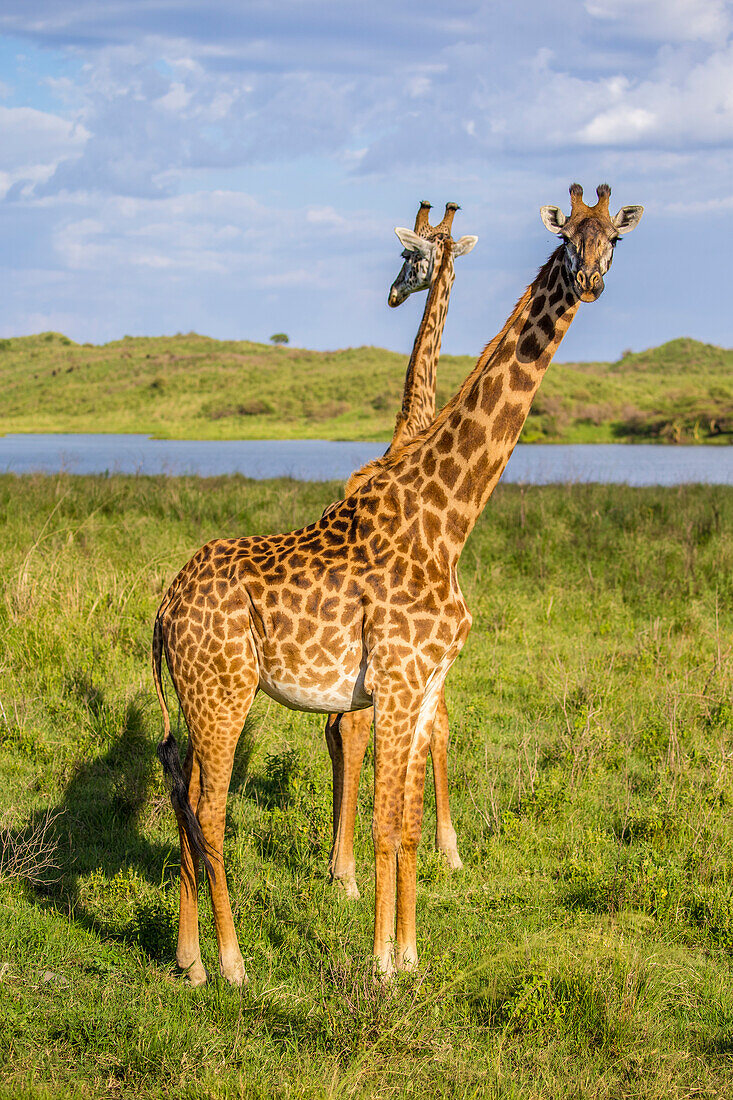 Africa. Tanzania. Masai giraffes (Giraffa tippelskirchi) at Arusha National Park.