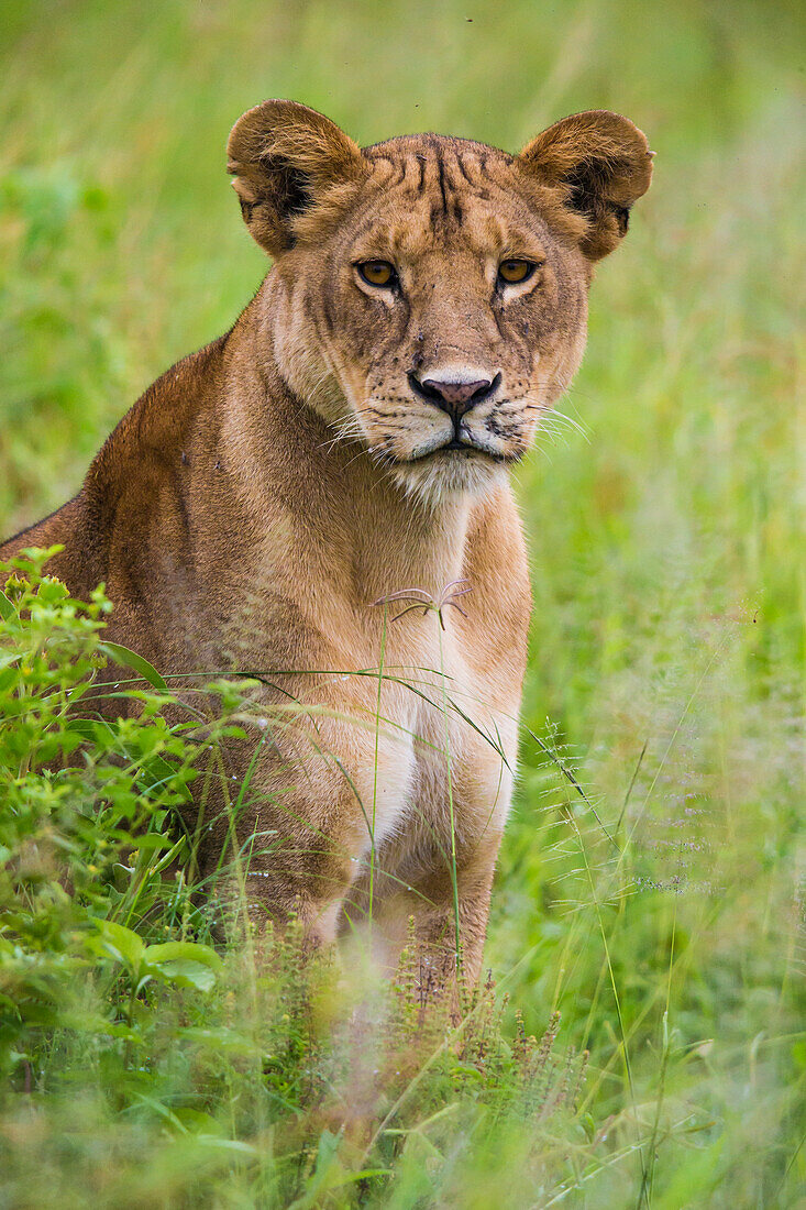 Africa. Tanzania. African lioness (Panthera Leo) at Tarangire National Park.