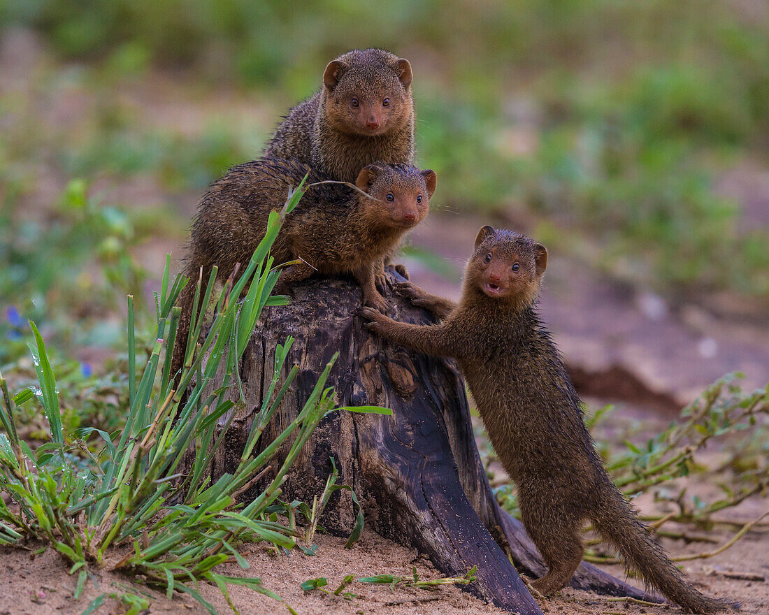 Africa. Tanzania. Dwarf mongoose family (Helogale parvula) in Tarangire National Park.