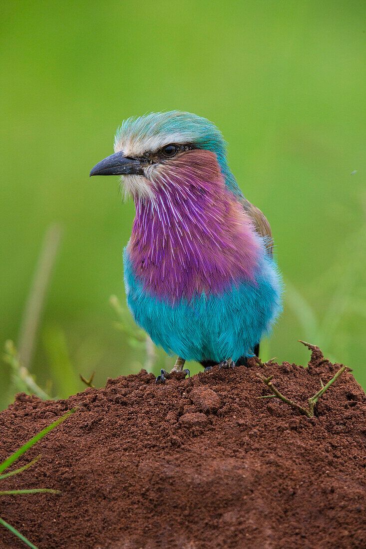 Afrika. Tansania. Lila-Brustwalze (Coracias caudatus) im Serengeti-Nationalpark.