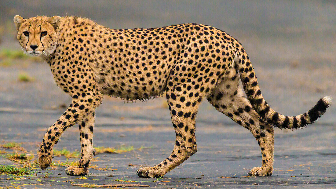 Africa. Tanzania. Cheetah (Acinonyx Jubatus) at Ndutu, Serengeti National Park.