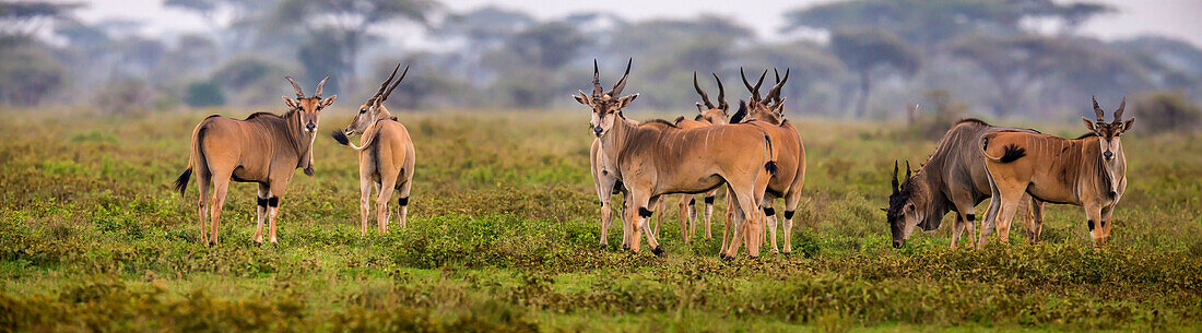 Afrika. Tansania. Eland (Taurotragus Oryx), eine große Antilope, bei Ndutu, Serengeti-Nationalpark (Foto-Illustration).