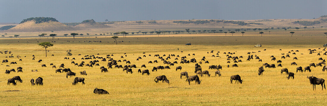 Afrika. Tansania. Eine große Gnuherde während der jährlichen Großen Migration, Serengeti-Nationalpark.