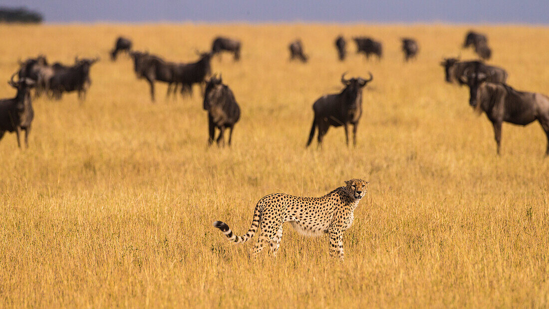 Africa. Tanzania. Cheetah (Acinonyx Jubatus) hunting on the plains of the Serengeti, Serengeti National Park.