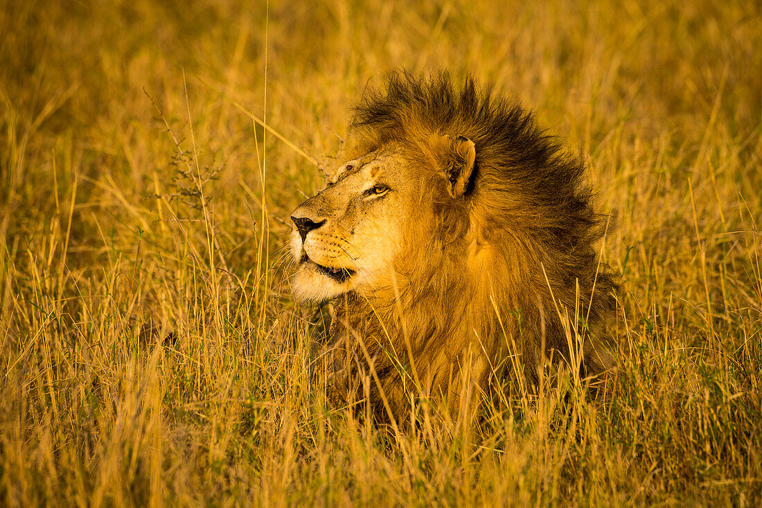 Afrika. Tansania. Männlicher afrikanischer Löwe (Panthera Leo), Serengeti-Nationalpark.
