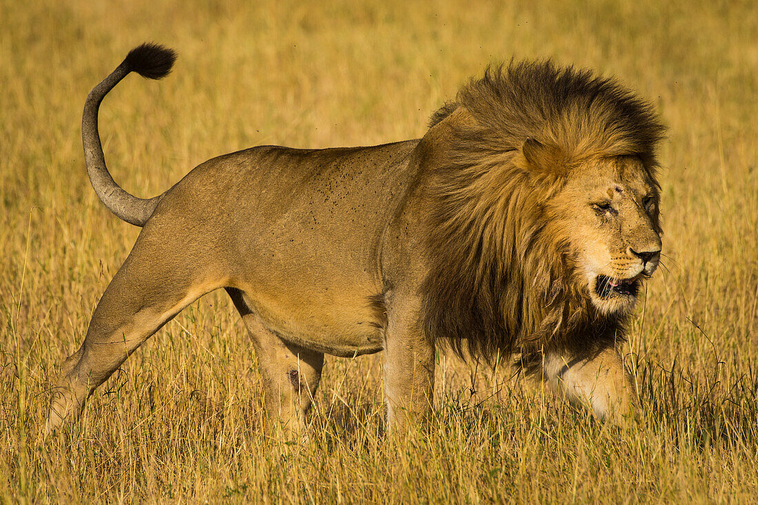 Africa. Tanzania. African lion male (Panthera Leo), Serengeti National Park.