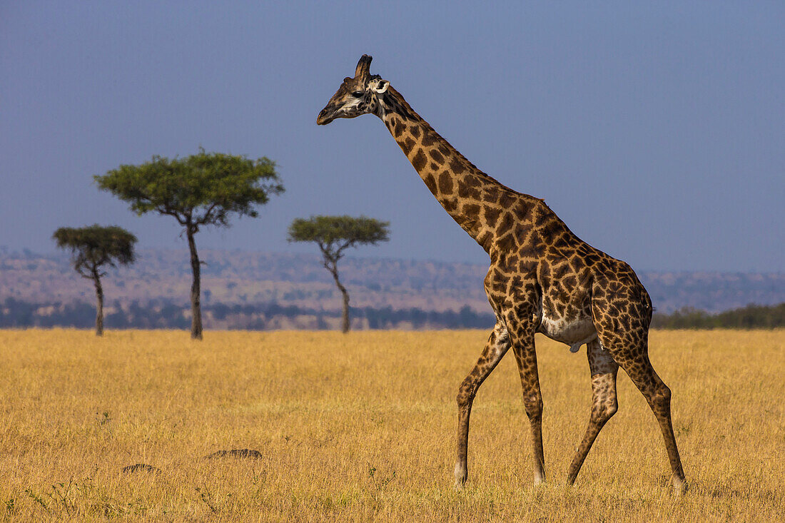 Afrika. Tansania. Masai-Giraffen (Giraffa tippelskirchi) im Serengeti-Nationalpark.