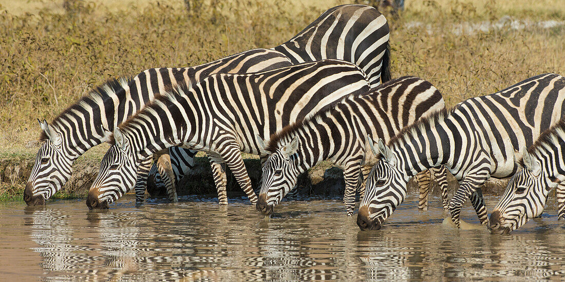 Afrika. Tansania. Zebra (Equus quagga) beim Trinken im Ngorongoro-Krater.