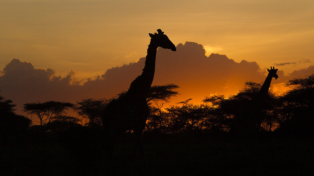 Africa. Tanzania. Masai giraffes (Giraffa tippelskirchi) at sunset at Ndutu, Serengeti National Park.