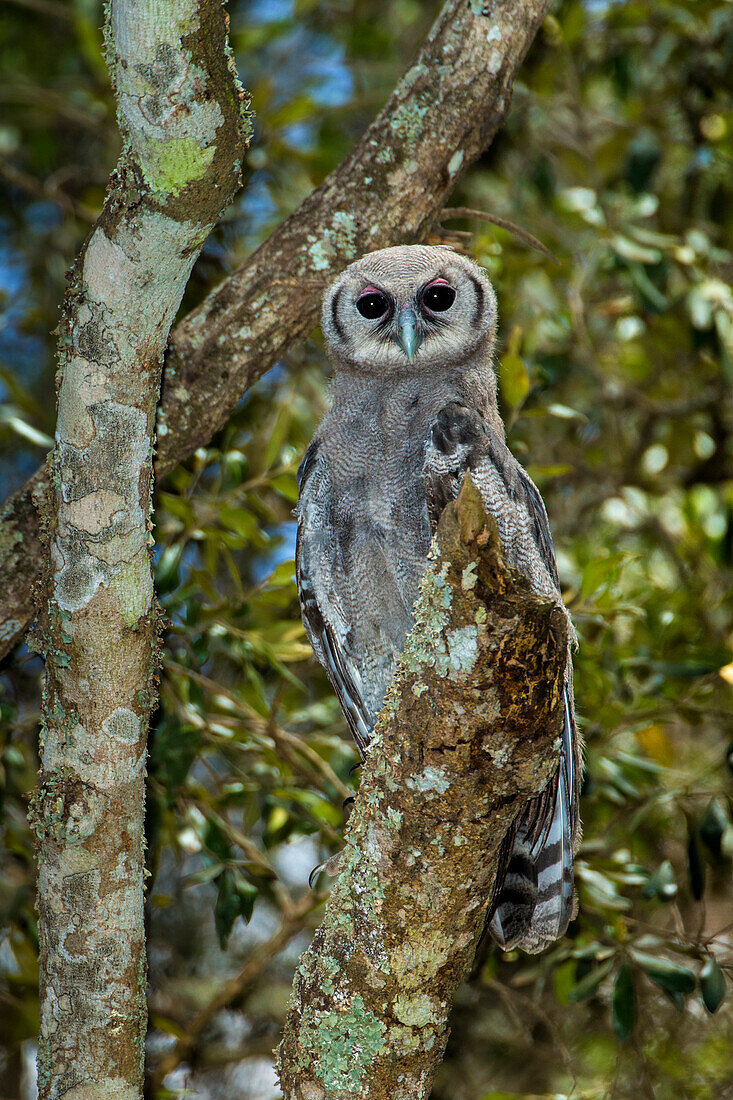 Africa. Tanzania. Verreaux's eagle-owl (Bubo lacteus) in Serengeti National Park.