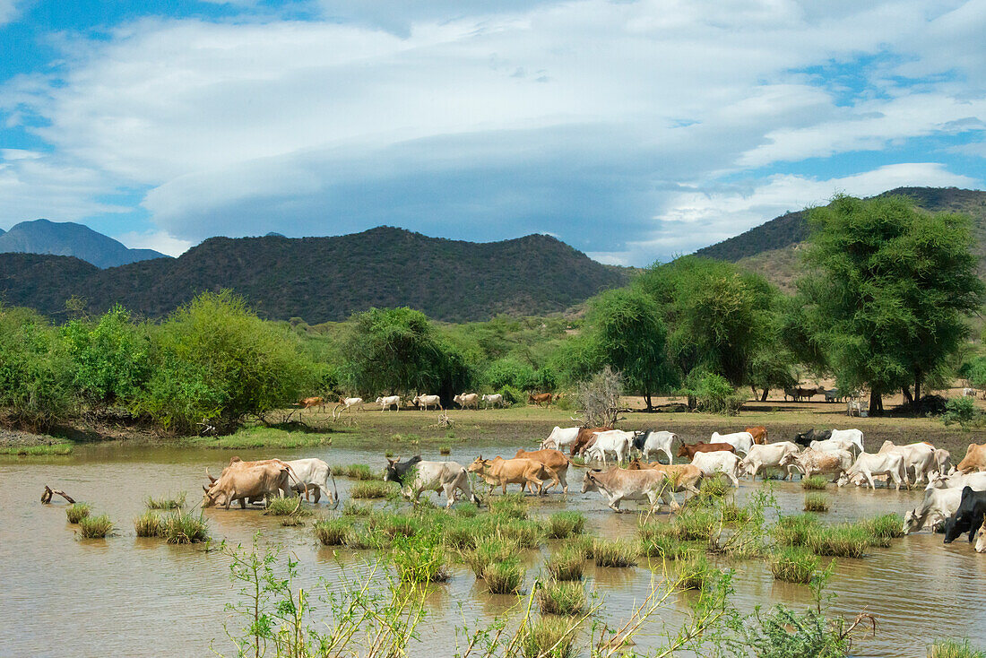 Weidende Rinder, Omo-Tal, zwischen Turmi und Arba Minch, Äthiopien