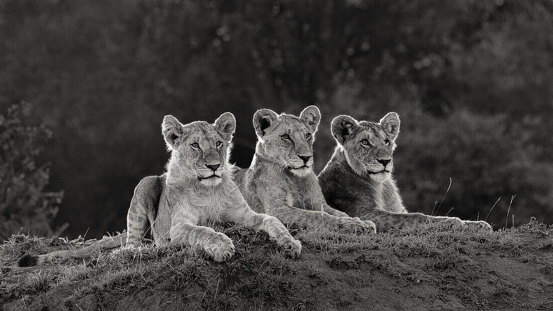 Afrika, Kenia, Maasai Mara Nationalreservat. Drei ruhende Löwen