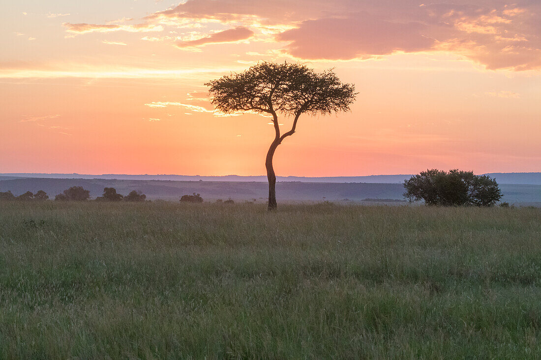 Afrika, Kenia, Masai Mara Nationalreservat. Sonnenuntergang über einem Baum.