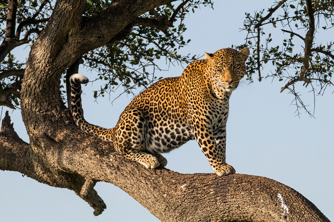 Afrika, Kenia, Masai Mara Nationalreservat, Afrikanischer Leopard (Panthera pardus pardus) im Baum.