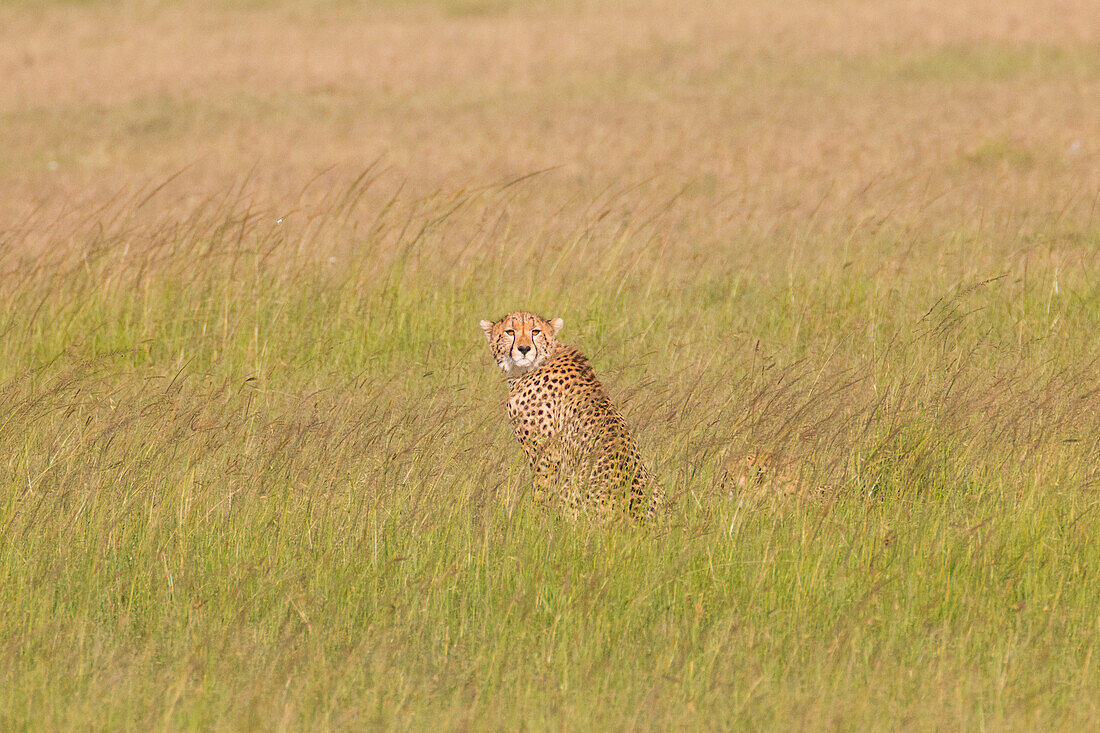 Africa, Kenya, Masai Mara National Reserve. Cheetah (Acinonyx Jubatus).
