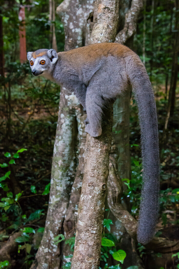 Madagaskar, Ankarana, Ankarana-Reservat. Kronenlemur, der seinen langen Schwanz zur Schau stellt.