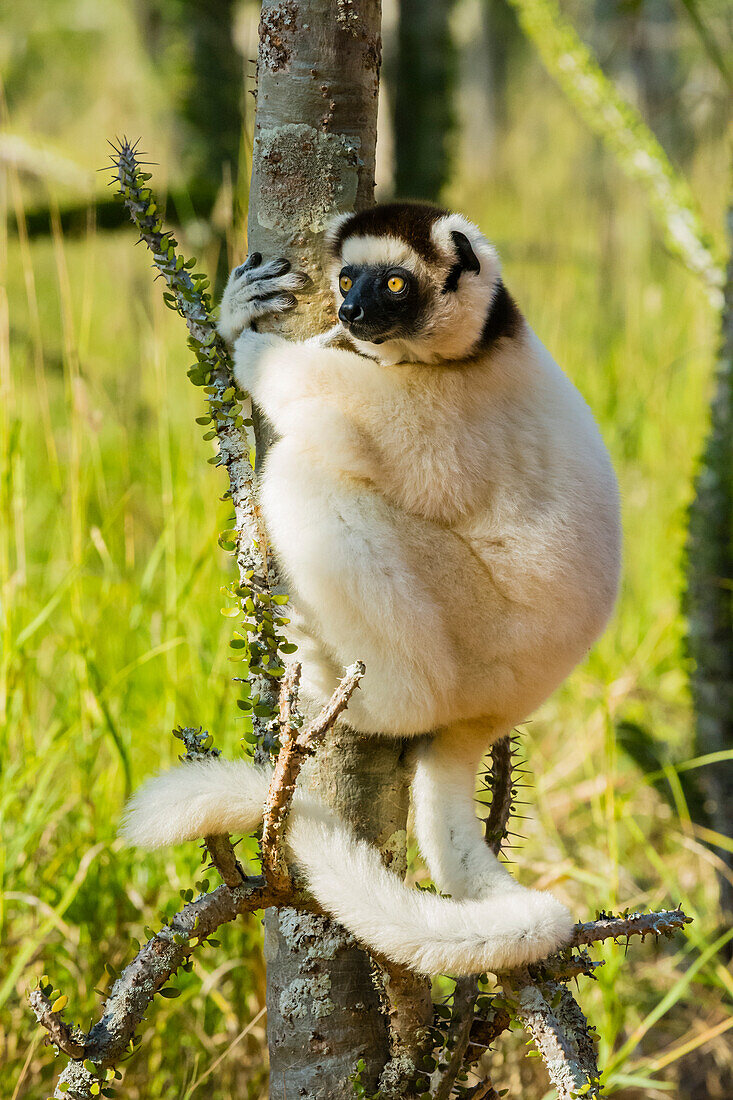 Madagaskar, Berenty, Berenty-Reservat. Verreaux's Sifaka in einem Alluaudia procera Baum.