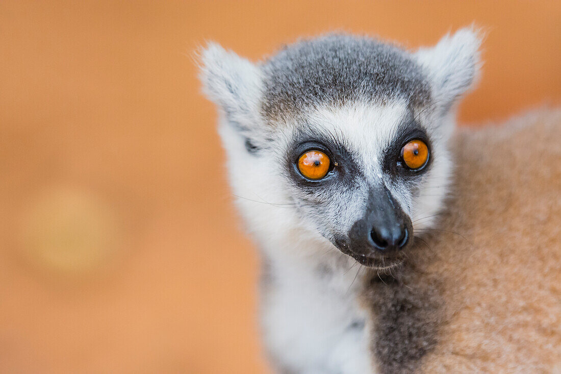 Madagascar, Berenty, Berenty Reserve. Ring-tailed lemur.