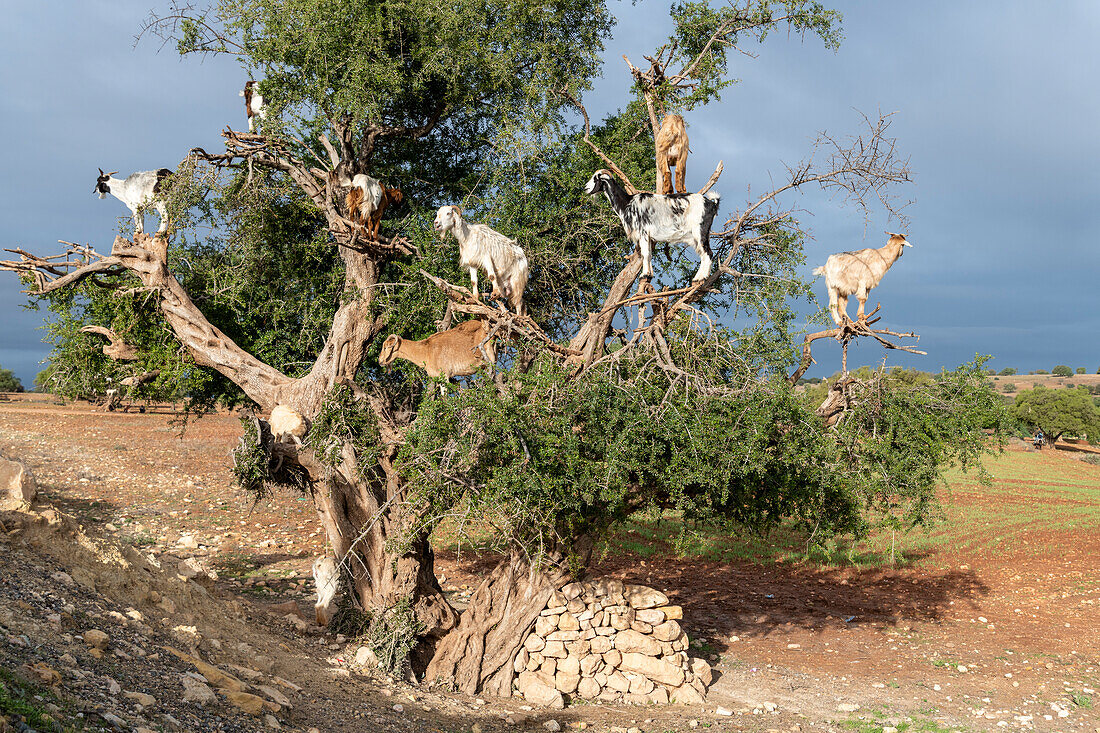 Africa, Morocco. Goats in tree