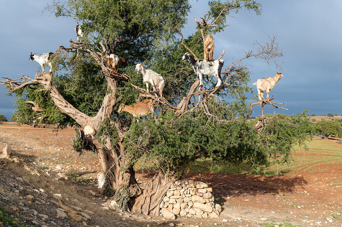 Afrika, Marokko. Ziegen im Baum