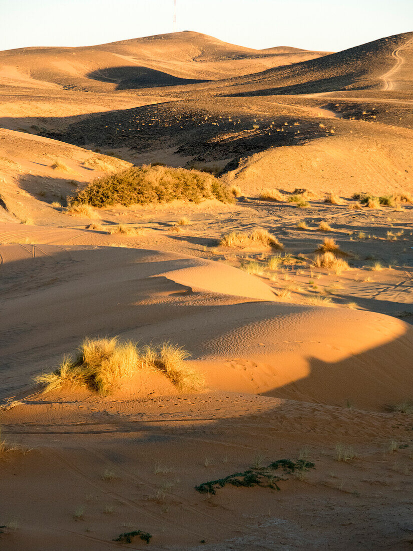 Tree In Desert, Erg Chebbi, Morocco