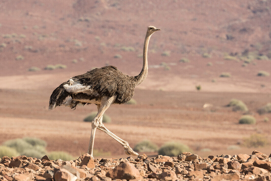 Africa, Namibia, Damaraland. Ostrich walking in the Palmwag Conservancy