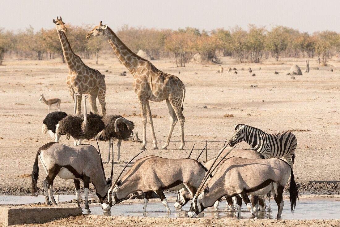 Afrika, Namibia, Etosha, Nationalpark. Verschiedene Tiere am Wasserloch
