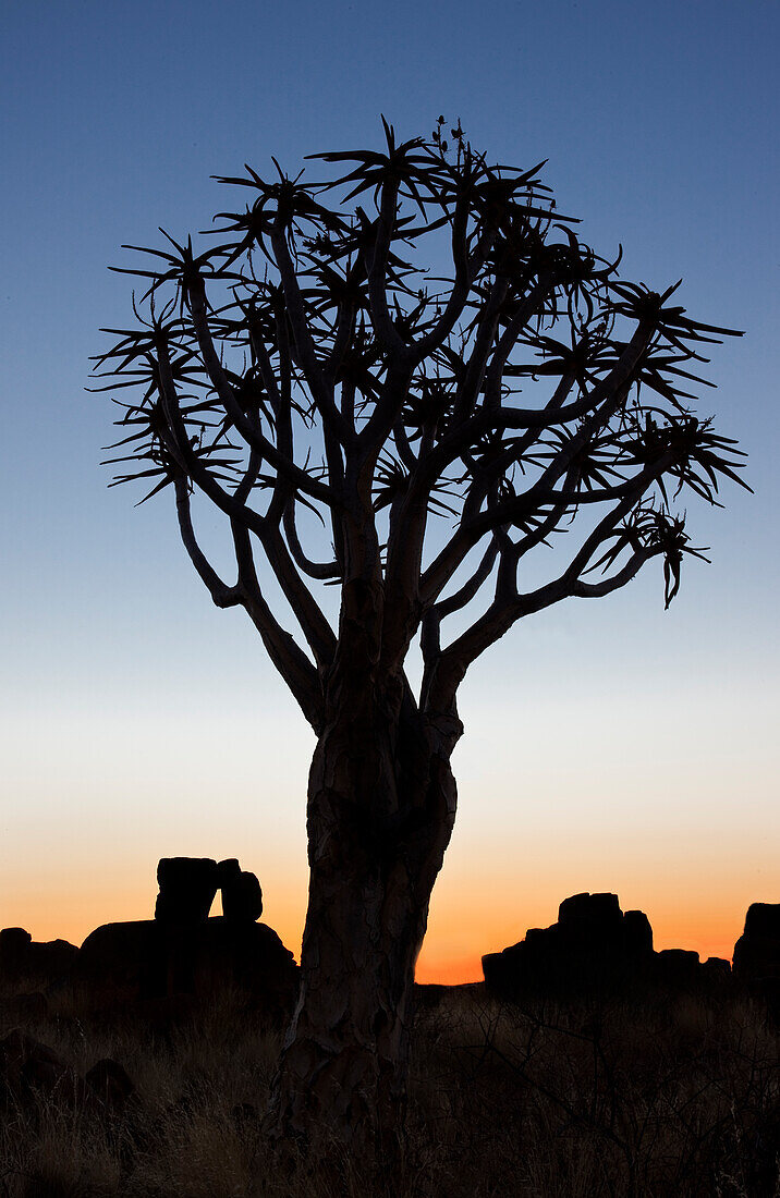 Africa, Namibia, Keetmanshoop, Quiver Tree Forest, (Aloe dichotoma), Kokerboom. Quiver trees among the rocks and grass at sunset.