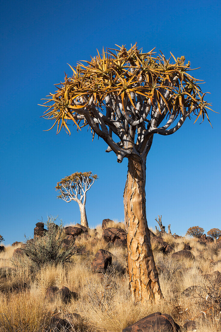 Afrika, Namibia, Keetmanshoop, Köcherbaumwald, (Aloe dichotoma), Kokerboom. Köcherbäume zwischen den Felsen und Gräsern.