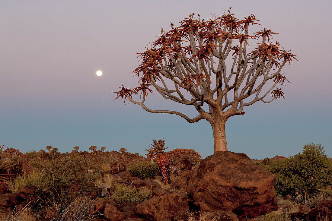 Afrika, Namibia, Keetmanshoop, Köcherbaumwald, (Aloe dichotoma), Kokerboom. Köcherbäume zwischen den Felsen und Gräsern bei Sonnenuntergang.