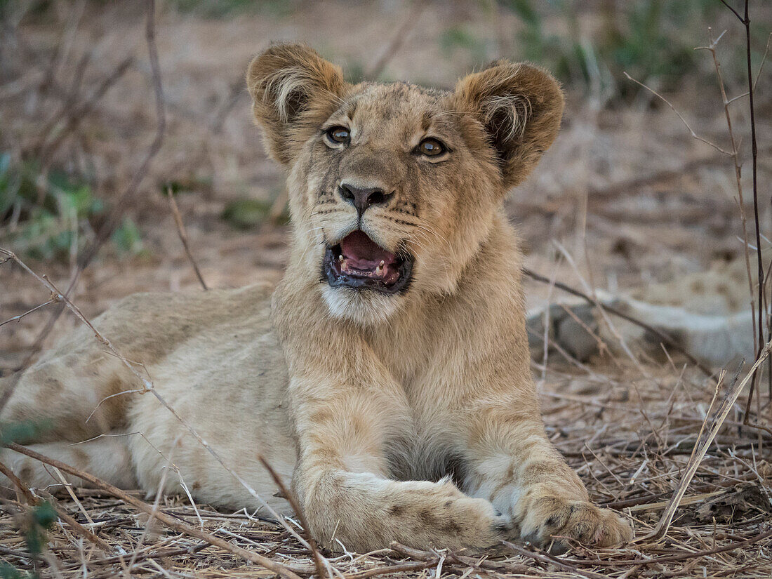 Afrika, Sambia. Porträt eines Löwenjungen