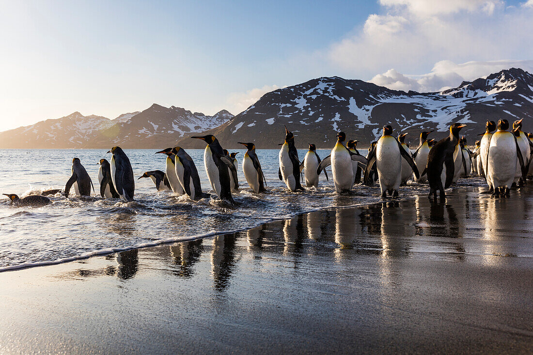 Südgeorgien-Insel, St. Andrews Bucht. Königspinguine am Strand bei Sonnenaufgang