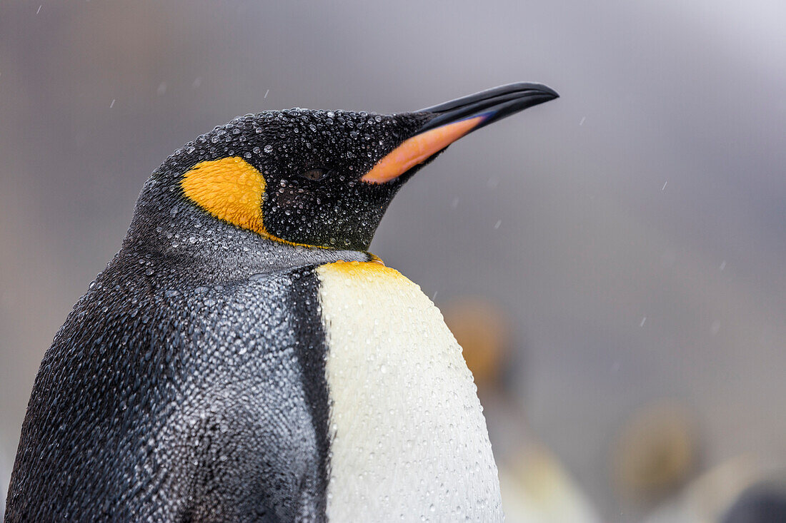 Südgeorgien Insel, Salisbury Plains. Nahaufnahme eines Königspinguins im Regensturm