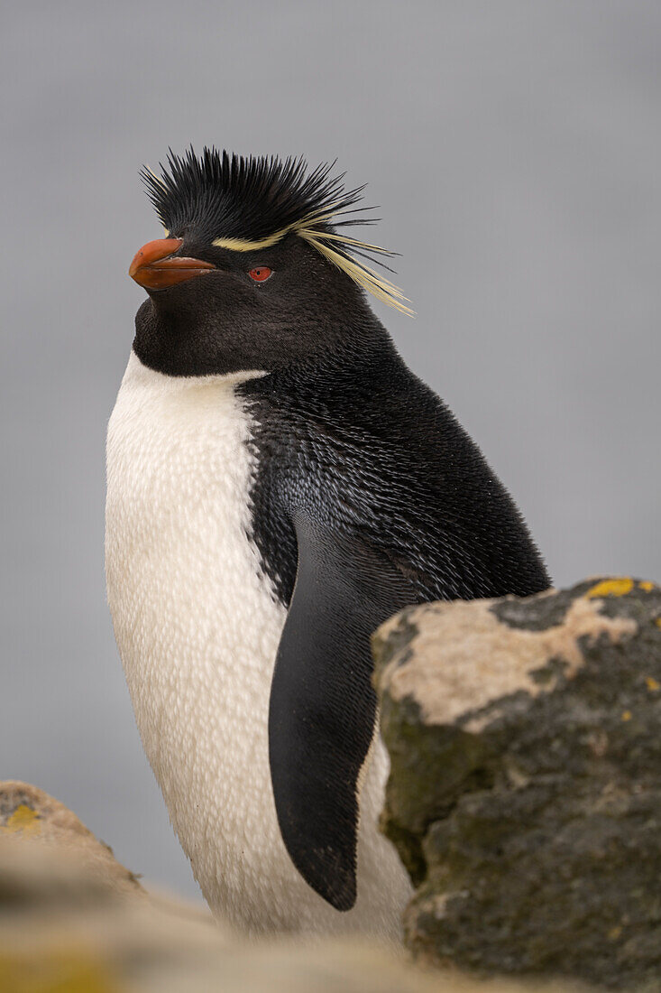 Falklandinseln, New Island. Nahaufnahme eines Felsenpinguins