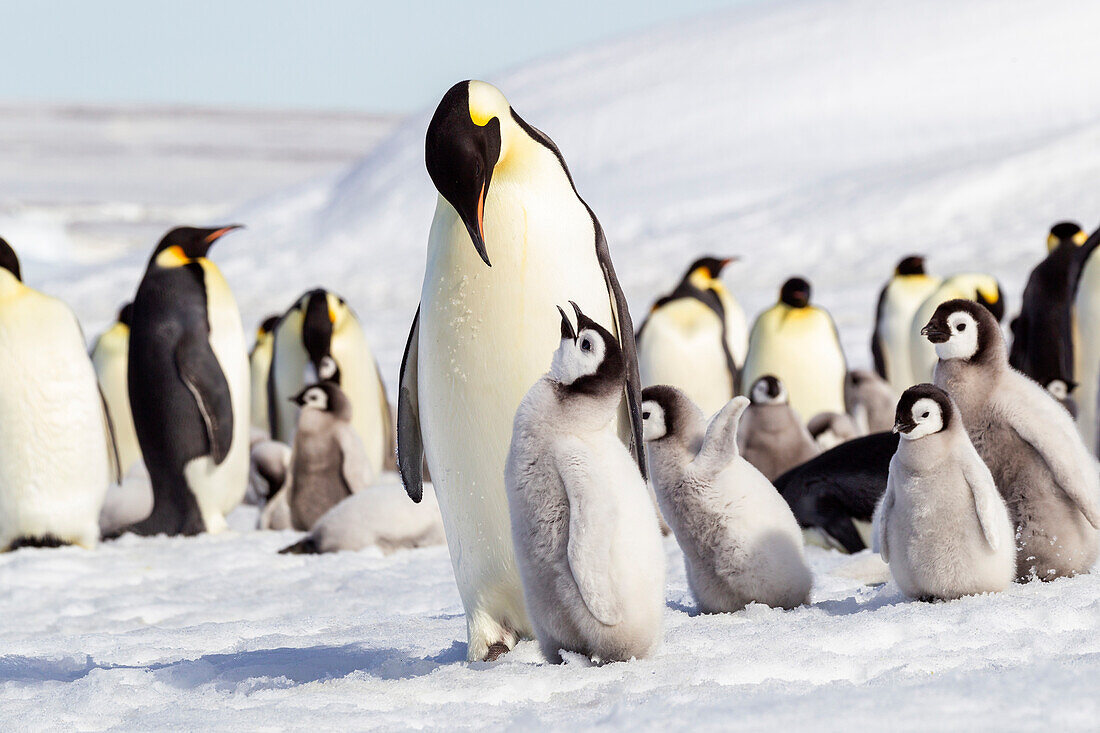 Antarctica, Snow Hill. An emperor penguin chick begs for food from an adult.