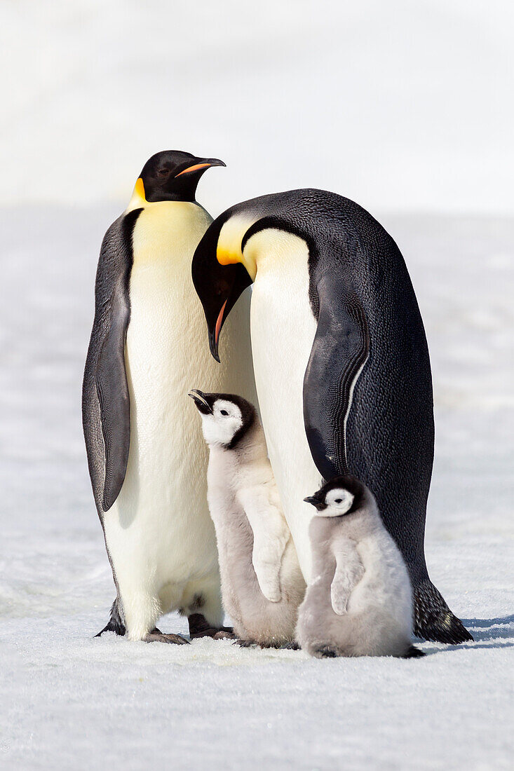 Antarktis, Schneehügel. Zwei Erwachsene stehen neben ihrem Küken, während ein kleineres Küken in der Nähe steht.