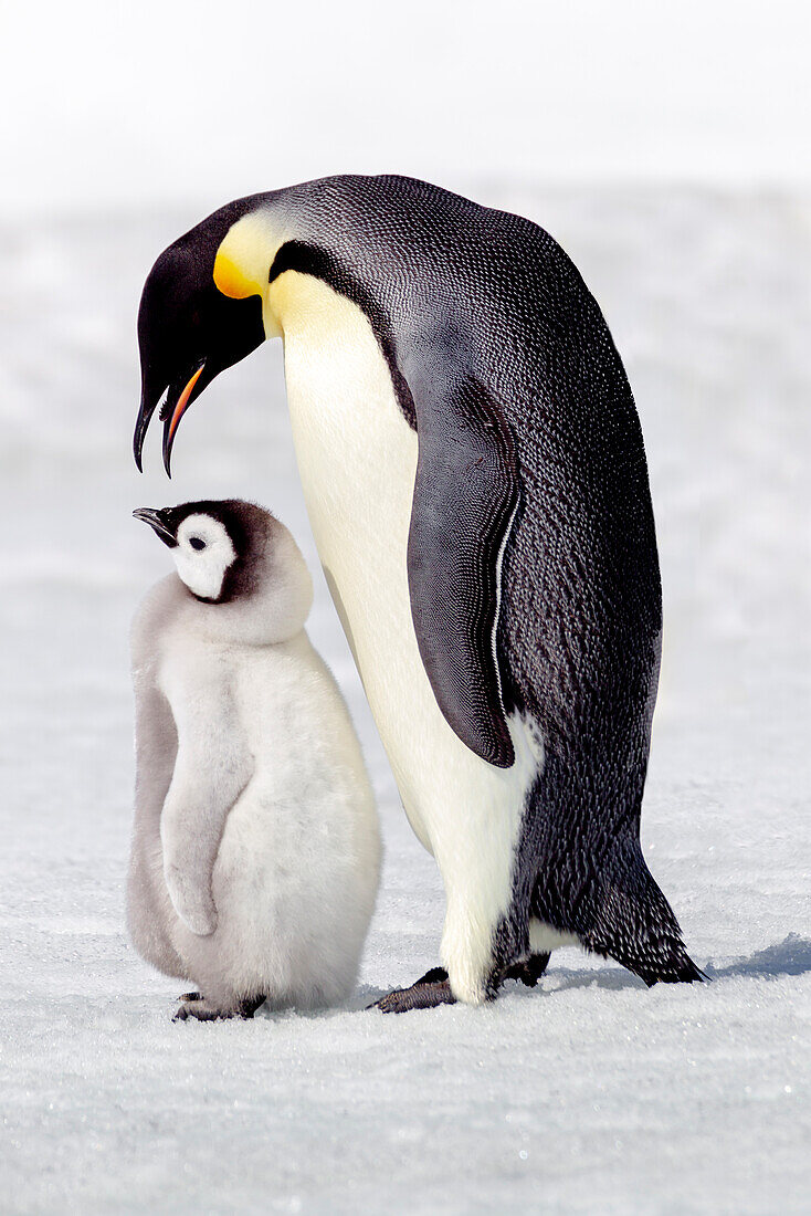 Antarktis, Schneehügel. Ein Küken, das neben seinem Elternteil steht, singt und interagiert.