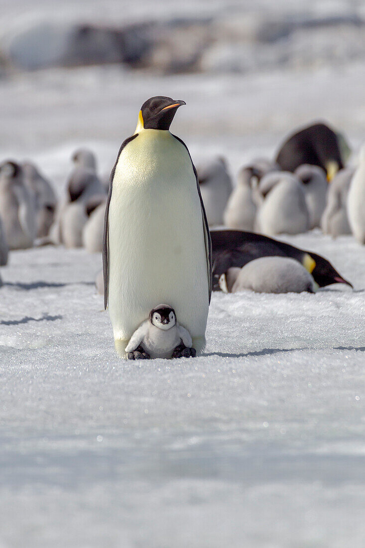 Antarktis, Schneehügel. Ein sehr kleines Küken sitzt auf den Füßen seiner Eltern.