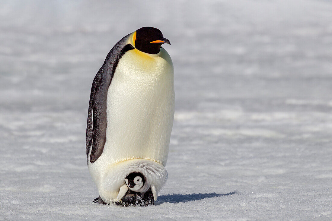 Antarktis, Schneehügel. Ein sehr kleines Küken sitzt auf den Füßen seiner Eltern.