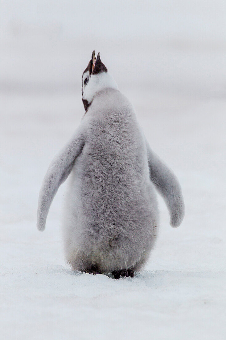 Antarctica, Snow Hill. Portrait of a penguin chick.