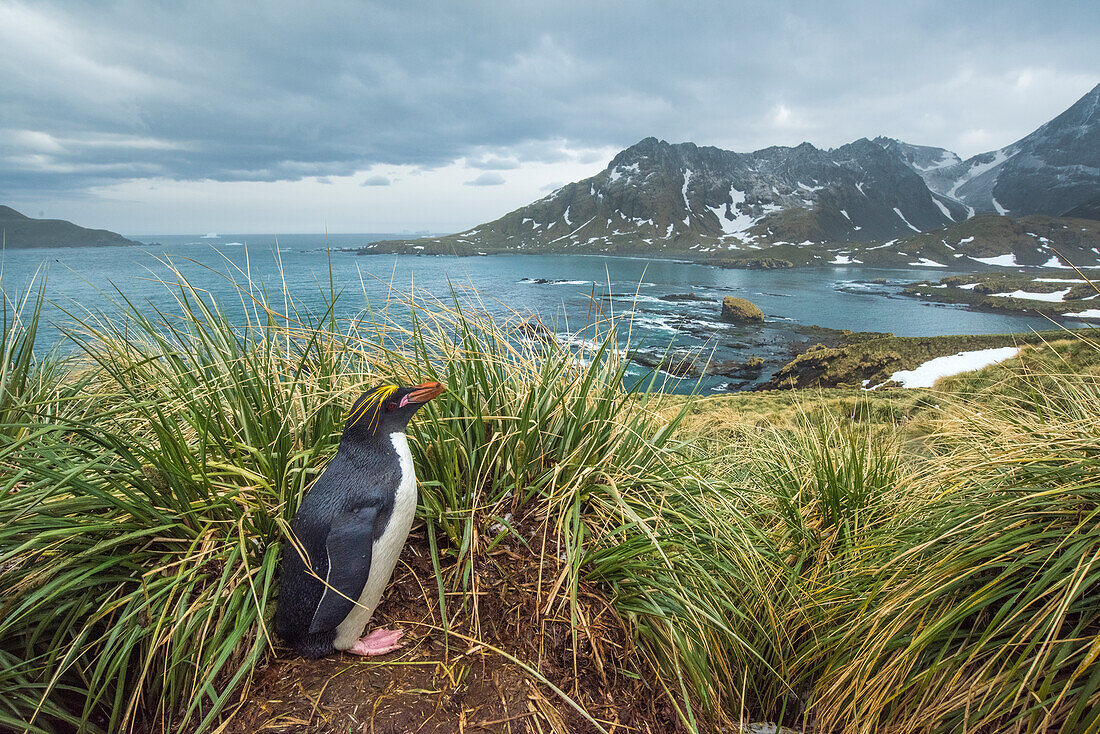 Südgeorgien-Insel, Cooper Bay. Macaroni-Pinguin im Tussock-Gras.