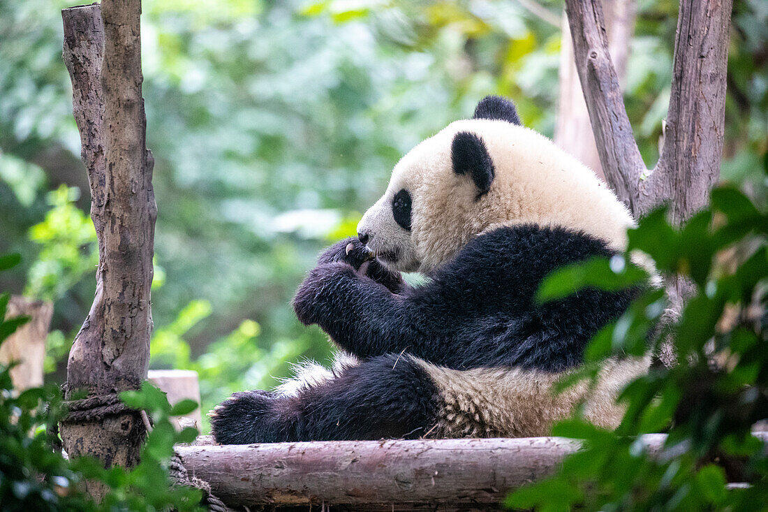 Asien, China, Provinz Sichuan, Cheng Du, Großer Panda