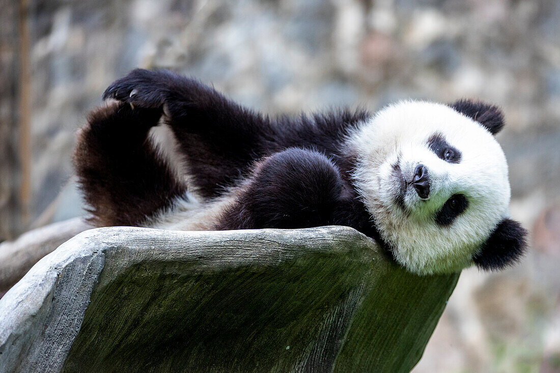 Asia, China, Sichuan Province, Mt. Qincheng Town, Giant Panda