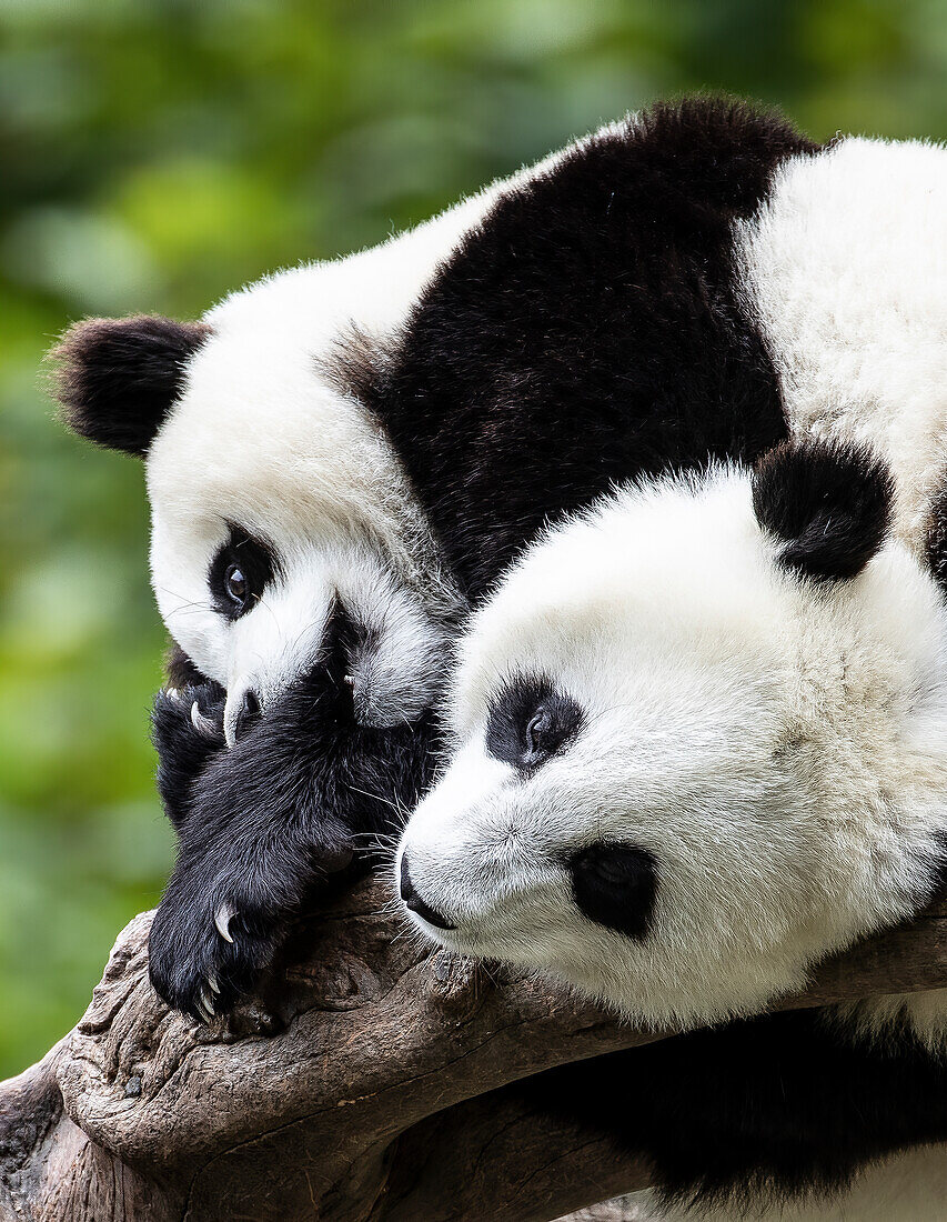Asien, China, Wolong, Großer Panda, Teil des UNESCO-Netzes der Menschen- und Biosphärenreservate