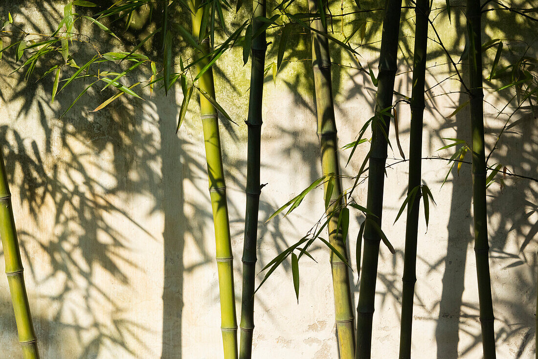 Bamboo casting shadow on the wall in Humble Administrator's Garden, Suzhou, Jiangsu Province, China