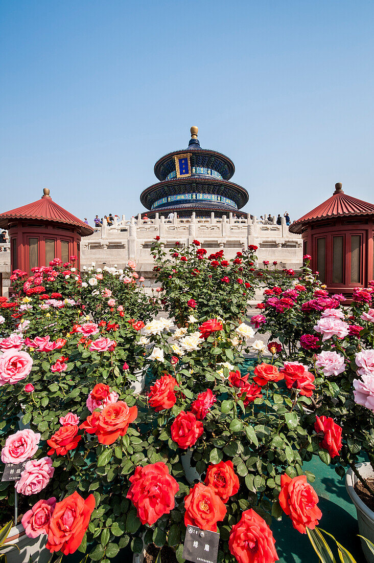 Halle des Gebets für gute Ernten im Himmelstempel (Altar des Himmels), Peking, China.